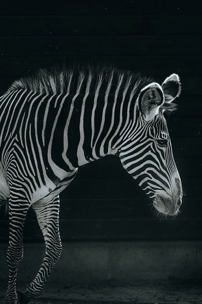 R Taalkunde Gewoon Zwart-witte zebra van Oliver Hackenberg op canvas, behang en meer