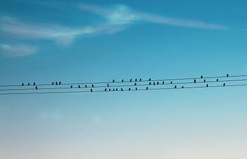 Vogels op elektriciteitsdraden