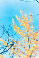Golden leaves