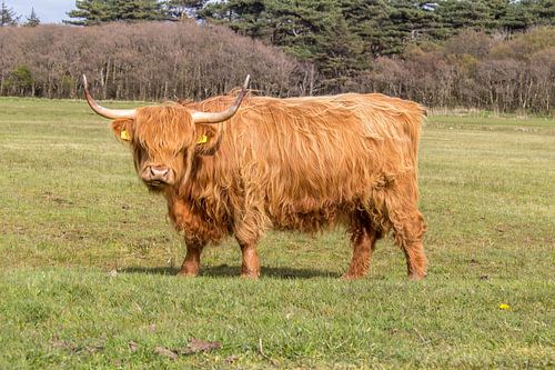 Hooglanders Texel