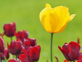 Yellow tulip in red by Katrin May