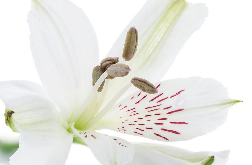 Alstroemeria/Incalelie van Tanja van Beuningen