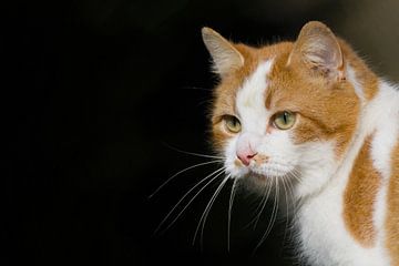 Katzen beobachten wie Katzen beobachten von Stobbe; stiltegrafie