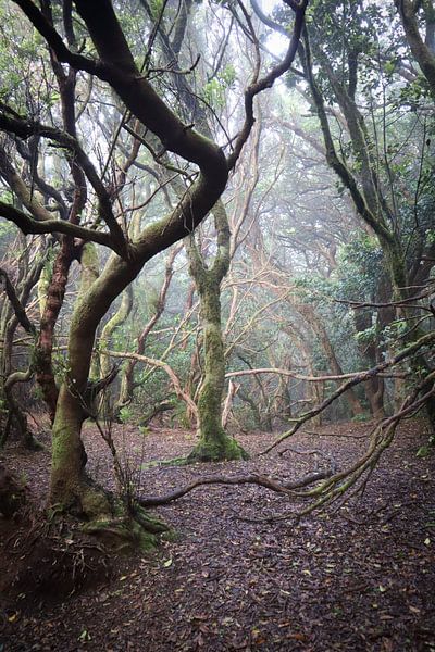 National parks with forest by Debby Gelderloos