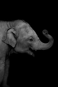elephant by Mirthe Vanherck