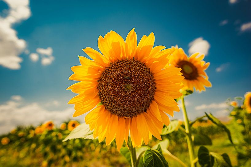 Sunflower by Roland's Foto's