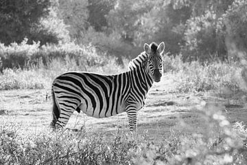 Zebra zwart wit van Nathalie van der Klei