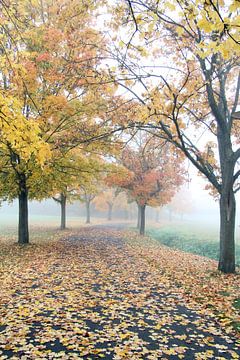 Weg mit Baumallee in Herbstfärbung und mit Nebel