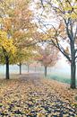 Weg mit Baumallee in Herbstfärbung und mit Nebel von Martin Flechsig Miniaturansicht