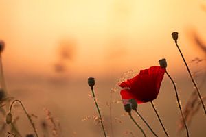 Coquelicot