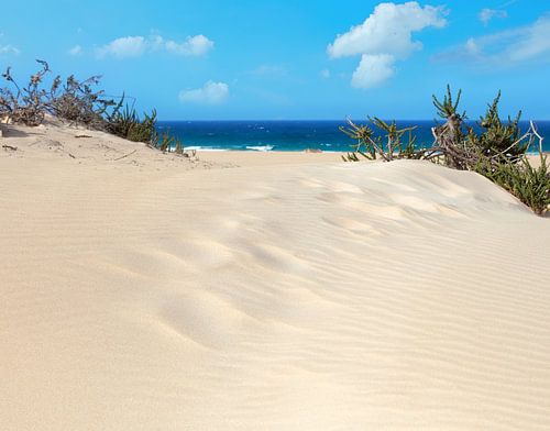 Zandduinen