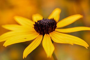 Gelbe Sonnenhut-Blume
