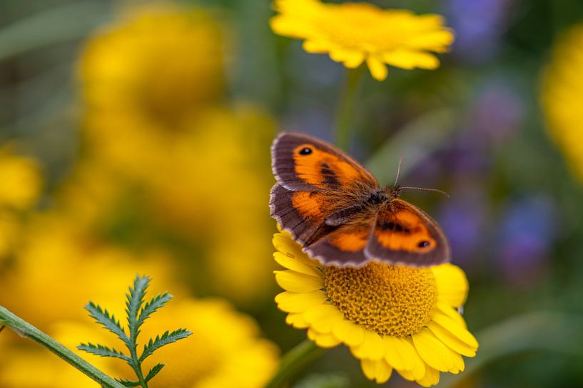 Papillon orange sur une fleur de camomille jaune par Jolanda de Jong-Jansen