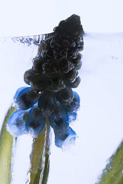 Muscari in ice 1 by Marc Heiligenstein