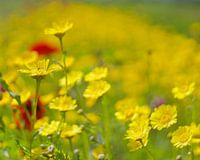 Flower field, yellow