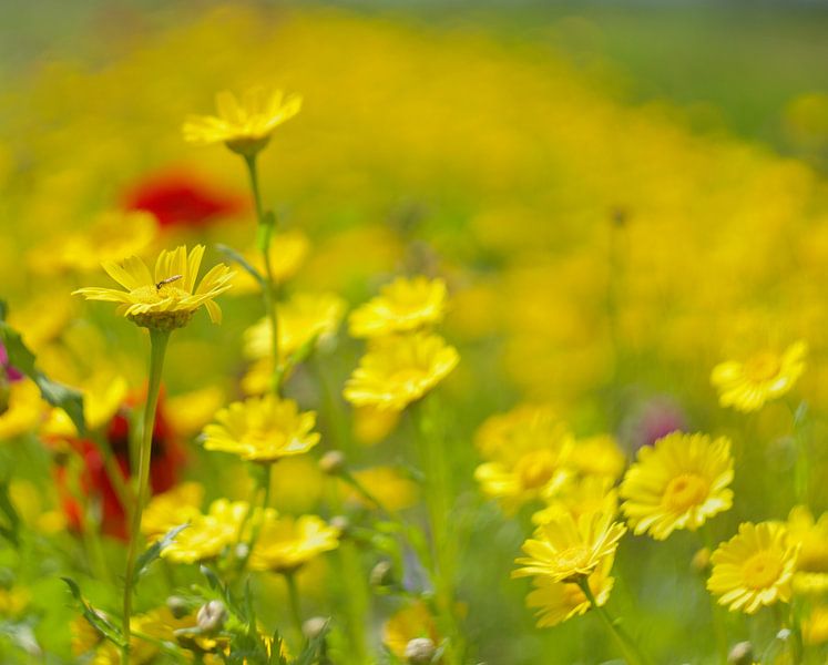 Flower field, yellow by Ronald Pit