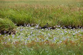 Heron and African gaper in a pond full of lilac flowers by Annicky Reijers