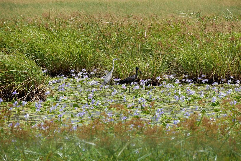 Reiher und afrikanische Gaper in einem Teich voller Fliederblüten von Annicky Reijers