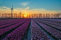 Sonnenuntergang an den Tulpenfeldern von Meindert Marinus Miniaturansicht
