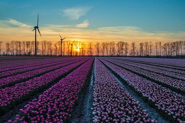 Sunset at the tulip fields by Meindert Marinus