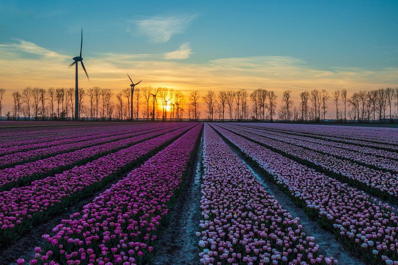 Sonnenuntergang an den Tulpenfeldern von Meindert Marinus