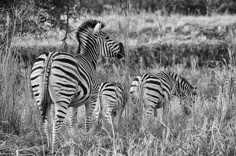 Zèbres dans la nature - Afrique du Sud par JoePhotoART