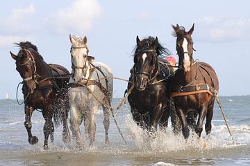 P{aardenreddingsboot Ameland