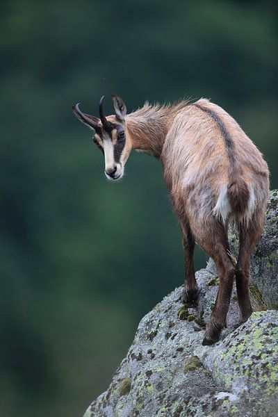 Chamois (Rupicapra rupicapra) Vosges, France by Frank Fichtmüller