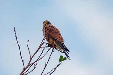 Turmfalke im Polder von Merijn Loch