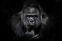 Mannelijke gorilla met volledig gezicht, liggend met krachtige handen die met een twijgje spelen, en