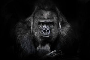 Mannelijke gorilla met volledig gezicht, liggend met krachtige handen die met een twijgje spelen, en