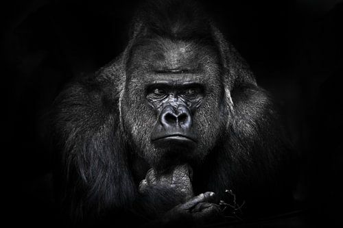 Full face male gorilla reclining powerful hands playing with a twig, huge shoulders and a stern expr