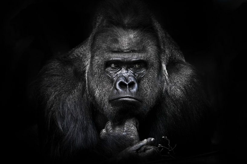 Full face male gorilla reclining powerful hands playing with a twig, huge shoulders and a stern expr by Michael Semenov