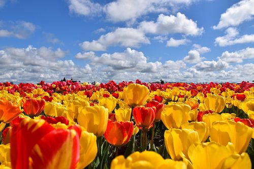 Ein Feld mit blühenden Tulpen im Frühling von Claude Laprise