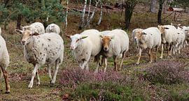 moutons sur Marieke Funke