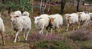 moutons sur Marieke Funke