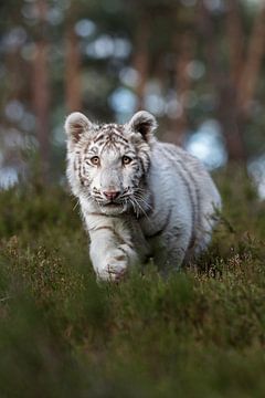 Koenigstiger ( Panthera tigris ) schleicht durch das Unterholz von wunderbare Erde
