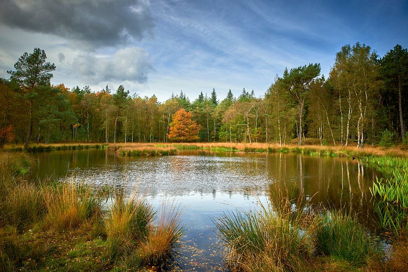 Pluizenmeer op de Renderklippen van Jenco van Zalk