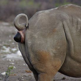Rhinocéros de gauche en train de chier sur Niek Traas