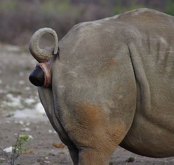 Shitting rhino right van Niek Traas
