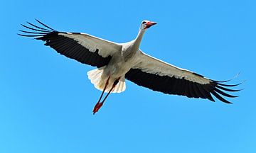 Stork in a bird's eye view against a clear blue sky