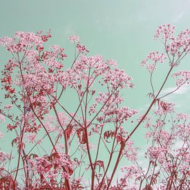 Sungaze - Ausgabe Kirsche von QEIMOY