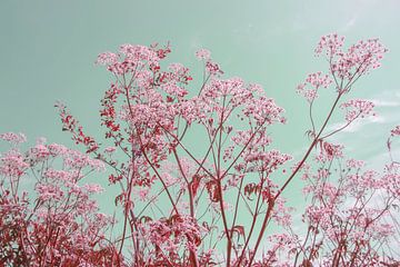 Sungaze - Ausgabe Kirsche von QEIMOY