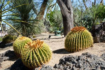 Cactustuin, Henderson, Nevada, VS van GH Foto & Artdesign