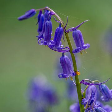 Jacinthe des bois, Fôret de Halle sur Jeroen van Gent