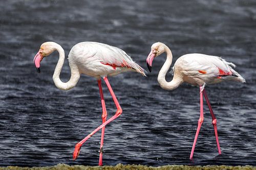 Namibië: een land van uitersten en adembenemende schoonheid.