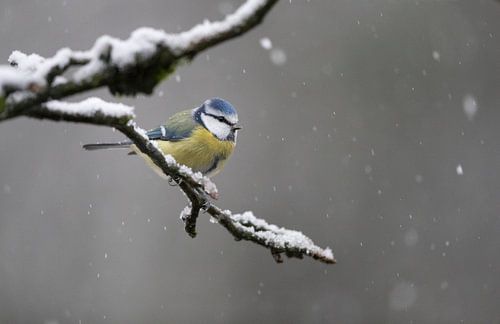 Pimpelmees op besneeuwde tak 