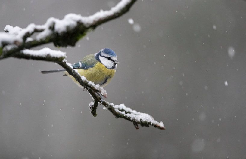 Pimpelmees op besneeuwde tak  van Michel de Beer