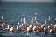 Flamingo's aan 't Grevelingenmeer. van Harrie Timmermans thumbnail
