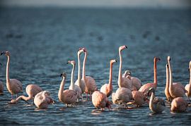 Flamingo's aan 't Grevelingenmeer. by Harrie Timmermans